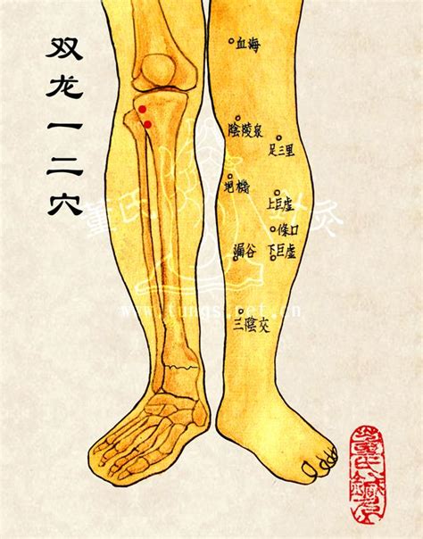 駟馬穴|董氏針灸網絡培訓課程之「駟馬穴」